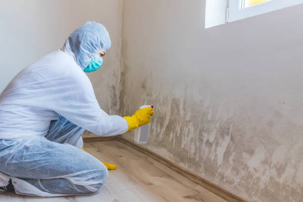 Licensed Attic Mold Removal service in Carrollton, VA - WQB Mold Removal
