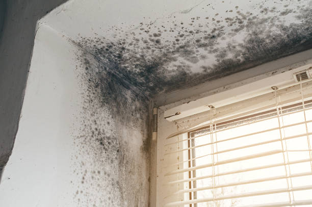 Affordable Attic Mold Removal solutions in Carrollton, VA