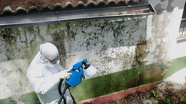 Top rated local Attic Mold Removal specialists in Carrollton, VA